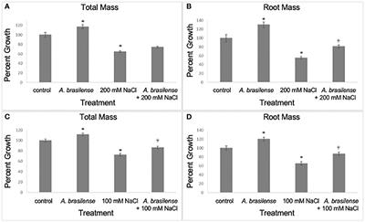 Azospirillum brasilense improves rice growth under salt stress by regulating the expression of key genes involved in salt stress response, abscisic acid signaling, and nutrient transport, among others